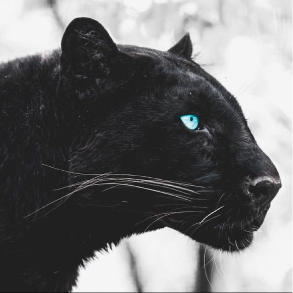 Panther Cat Earrings - Picture 8 of 8